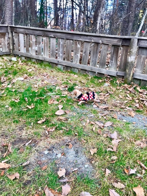 2018-11-14.jpg