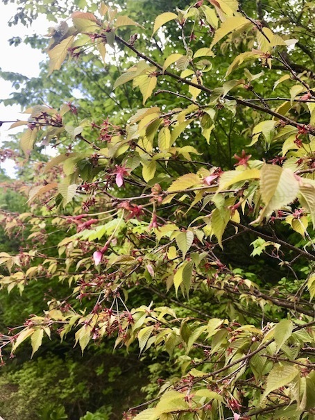 2019-7-10-5.jpg